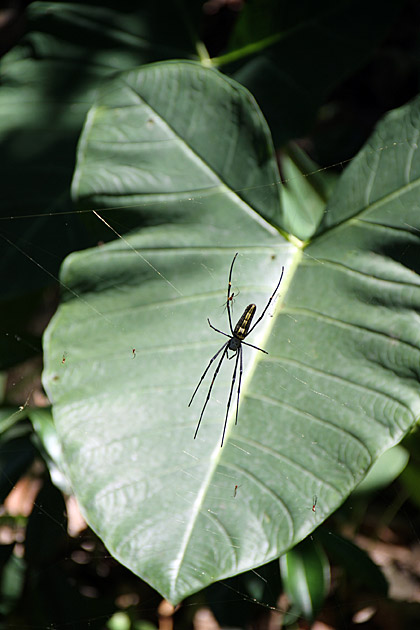 Gadaladeniya spider