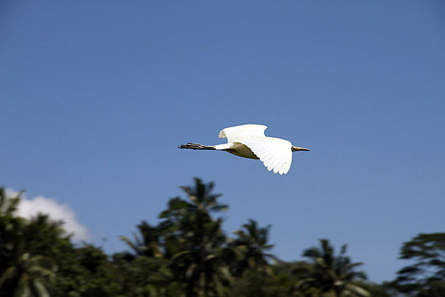 Lankatikale bird