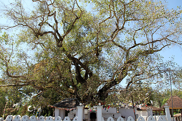 Lankatikale bo tree