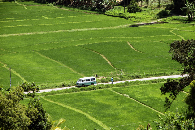 Kandy Rice fields