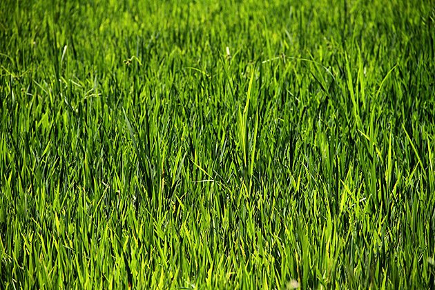 rice plant