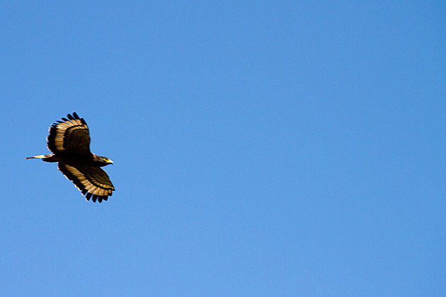 Lankatikale eagle