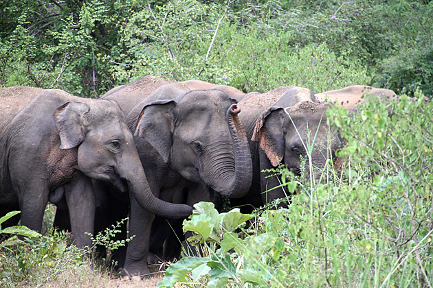 Sri Lanka Elephants