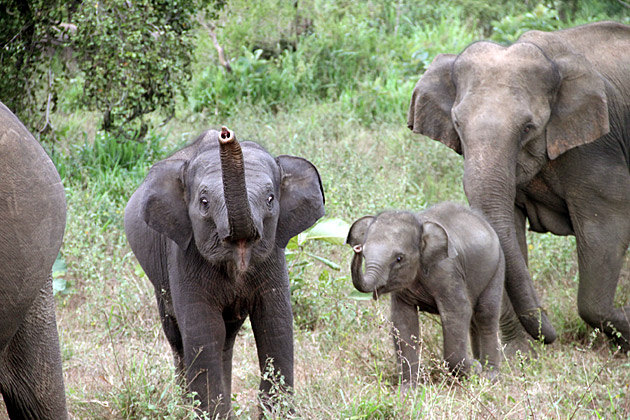 Elephants in Habarana’s Eco-Park Sri Lanka