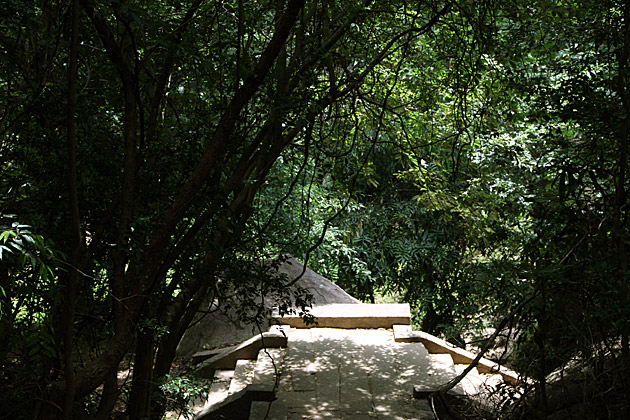 sri lanka jungle