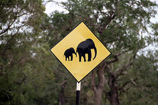 Read more about the article Elephants Crossing