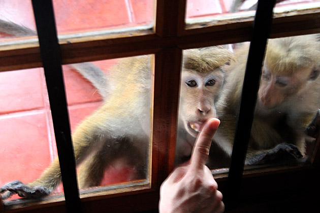 Read more about the article Monkeyshines with the Toque Macaques