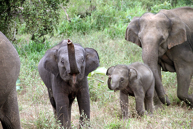 Read more about the article Elephants in Habarana’s Eco-Park