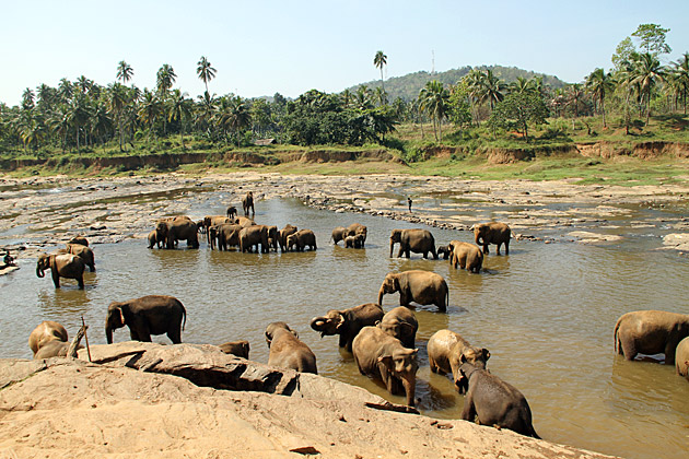 Read more about the article The Pinnawela Elephant Orphanage