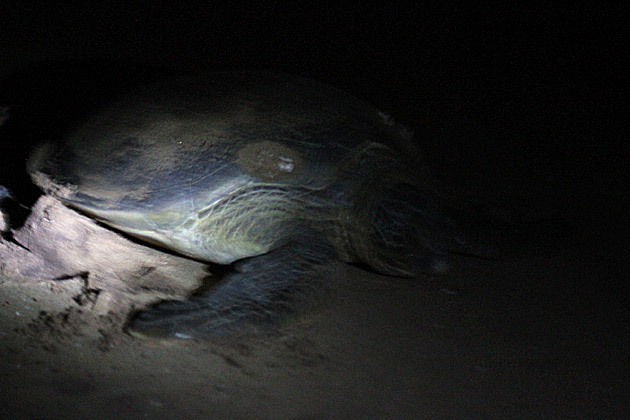 Read more about the article A Sea Turtle Excursion at Rekawa Beach