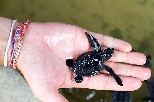 Read more about the article The Habaraduwa Turtle Hatchery