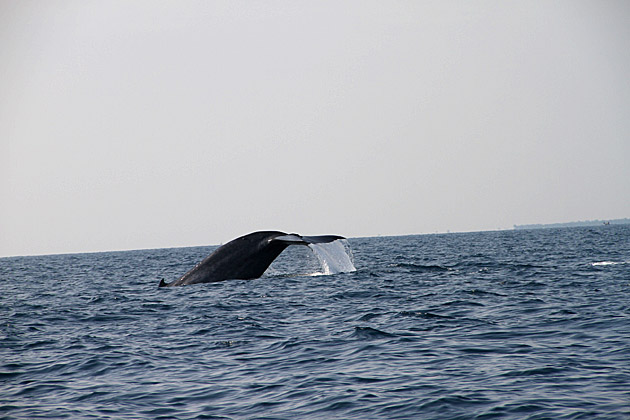 Read more about the article Whale Watching at Trinco